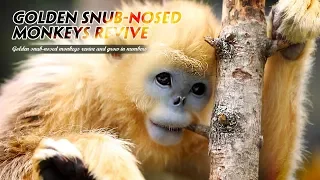 Live: Golden snub-nosed monkeys revive and thrive  神农架金丝猴数量增长
