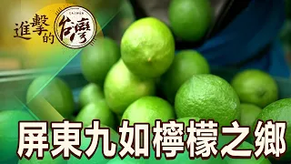 【進擊的台灣】屏東九如檸檬友善種植 在地小農打造檸檬之鄉