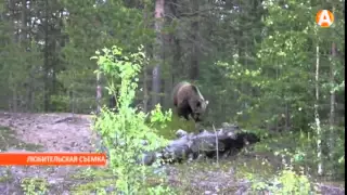 Медведя застрелили охотоведы