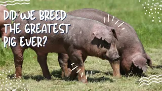 Duroc Pigs: The Hog that Checks Every Box
