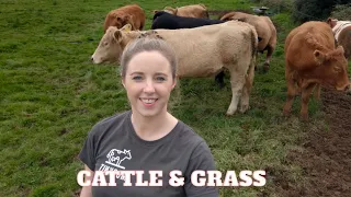 CATTLE & GRASS UPDATE. WHAT'S NOT TO LOVE?