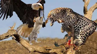 Angry Mother Eagle Stealing And Killing Leopard Cub To Revenge When Mother Leopard Attacked Her Baby