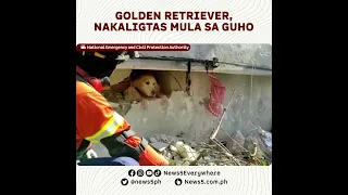 Dog coaxed from under rubble in Turkey