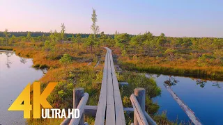 4K Virtual Hike with Soothing Nature Sounds - Hiking through Beautiful Landscapes of Latvia