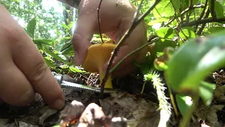 Les chanterelles au Québec