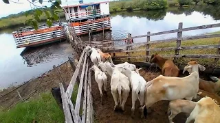 Fazenda a venda no estado do Pará, na beira do Rio Xingu