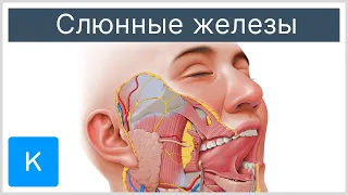 Слюнные железы - Анатомия человека | Kenhub