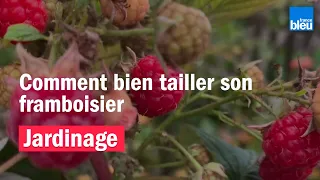 Comment bien tailler sons framboisier pour une récolte plus abondante