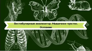 Биология 8 класс $47 Вестибулярный анализатор Мышечное чувство Осязание