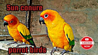 beautiful sun conure birds ! sun conure pair ready to breed ! beautiful birds video