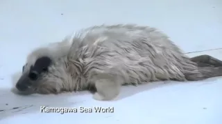 Baby ring seal at Japanese aquarium