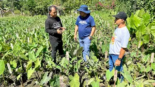 Alamin ang mga TARO o GABI VARIETIES na POPULAR ITANIM at MAGANDA PAGKAKITAAN!