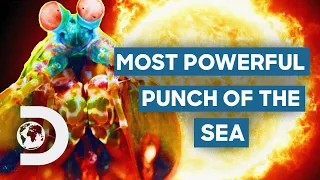 Mantis Shrimp Creates A Bubble As Hot As The Surface Of The Sun! | How Do Animals Do That?