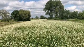 Посіяли гречку після пшениці, чи встигне дозріти?