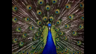 Peacock spreads its tail in wildlife. HD Original sound