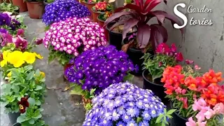 Best 30+ Winter Flowering Plants || Winter Garden Overview 2020