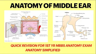 Middle ear anatomy | Boundaries of middle ear|  Middle ear mnemonics | Anatomy | ENT | 1st yr MBBS |