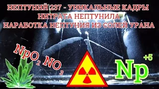 НЕПТУНИЙ 237 - НАРАБОТКА НЕПТУНИЯ ИЗ СОЛЕЙ УРАНА. РАДИОАКТИВНЫЙ РАСПАД НИТРАТА НЕПТУНИЛА