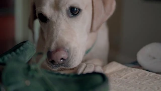 "Dog's Perspective" Commercial created for St. Vincent's Healthcare