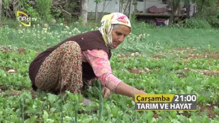 Tarım ve Hayat - Yeşillikler Nasıl Yetiştirilir?