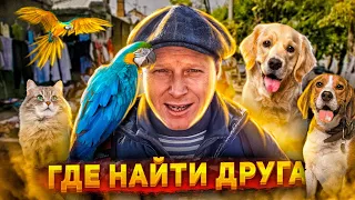 CATS DOGS FISH and PARROT MARKET DOES NOT BRING ODESSA February 14 TOP 5 dogs.