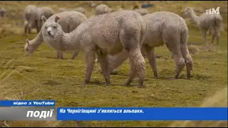 На Чернігівщині з'являться альпаки. 2023-04-05