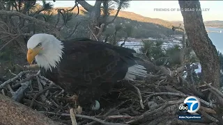 Big Bear: With all eyes on bald eagle eggs, expert discusses hatching process I ABC7