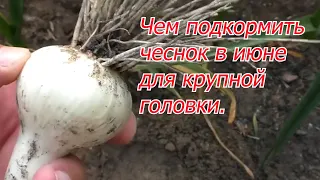 Июньская подкормка чеснока для укрупнения головки.