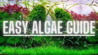 Complete Algae Beginners Guide - Learn ALL The Basics Of The Most Common Types Of Aquarium Algae