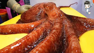 KOREAN STREET FOOD OCTOPUS DEVIL FISH KOREA SEAFOOD MARKET 포항 송도활어회센터 문어 180421