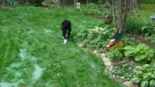 Foxie & Gracie playing with bubbles and other general merriment (English Springer Spaniels)