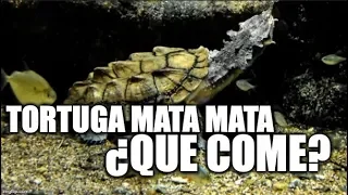 Tortuga matamata, Alimentación