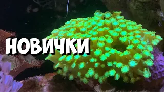 Новые кораллы | Морской аквариум