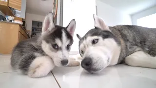 Dad LOVES his New Husky Puppy Son So Much!