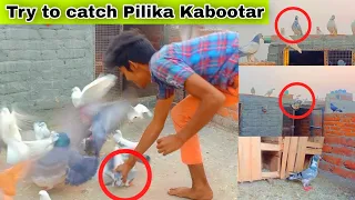 || Chhat per Baitha kabutar Pakda 💪❤️ | kabooter pakda