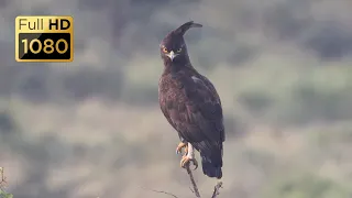 BIRDS OF SOUTH AFRICA PART 1 OF 10