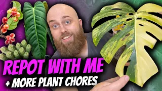 Repot with me + more plant chores | Monstera, Crassula, Philodendron, & Coffea
