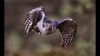 Hunting with Goshawks