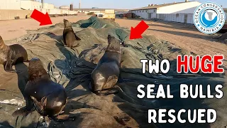 Two Huge Seal Bulls Rescued