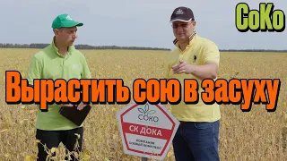 Вырастить сою в засуху? Легко! Так сказал Селекционер СоКо