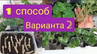 Горизонтальное укоренение пеларгонии/два варианта/