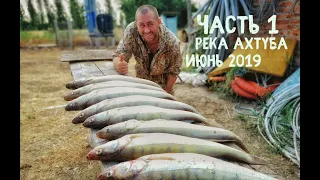 Это лучшая рыбалка! Июнь - река Ахтуба 2019, база ЛЕВАДА, ЛОВЛЯ ТРОФЕЙНОГО СУДАКА! Лодка БЕСТЕР 450