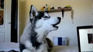 Prince howls with Nikita