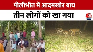 Pilibhit Tiger Reserve : यूपी के पीलीभीत में आदमखोर बाघ का कहर | UP News | Tiger