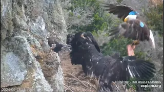 West End Eagles ~ Thunder & AK Back To Back 3 Fish Deliveries! AK Returns To Eat & Feed His Eaglets