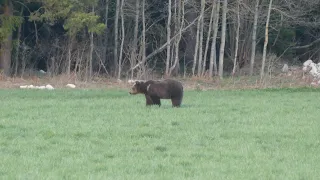 Útok medveďa a jeho premnoženie