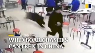 Wild boar romps through staff cafeteria in eastern China