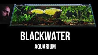 BLACKWATER AQUARIUM | Step by step LOW TECH shallow tank setup | EP1