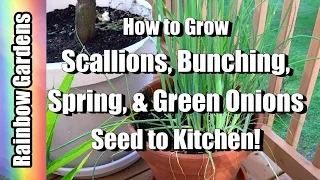 How to Grow Scallions ( Bunching, Spring, & Green Onions ) - Seed to Kitchen!