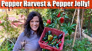 Pepper Harvest & Making Pepper Jelly for Thanksgiving! 🌶🦃